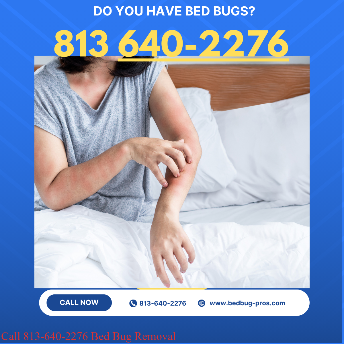 How to Tell If You Have Bed Bugs in Your Tampa Home